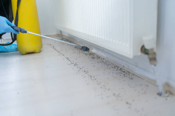 Best Flea Control Services  in Farmington, PA